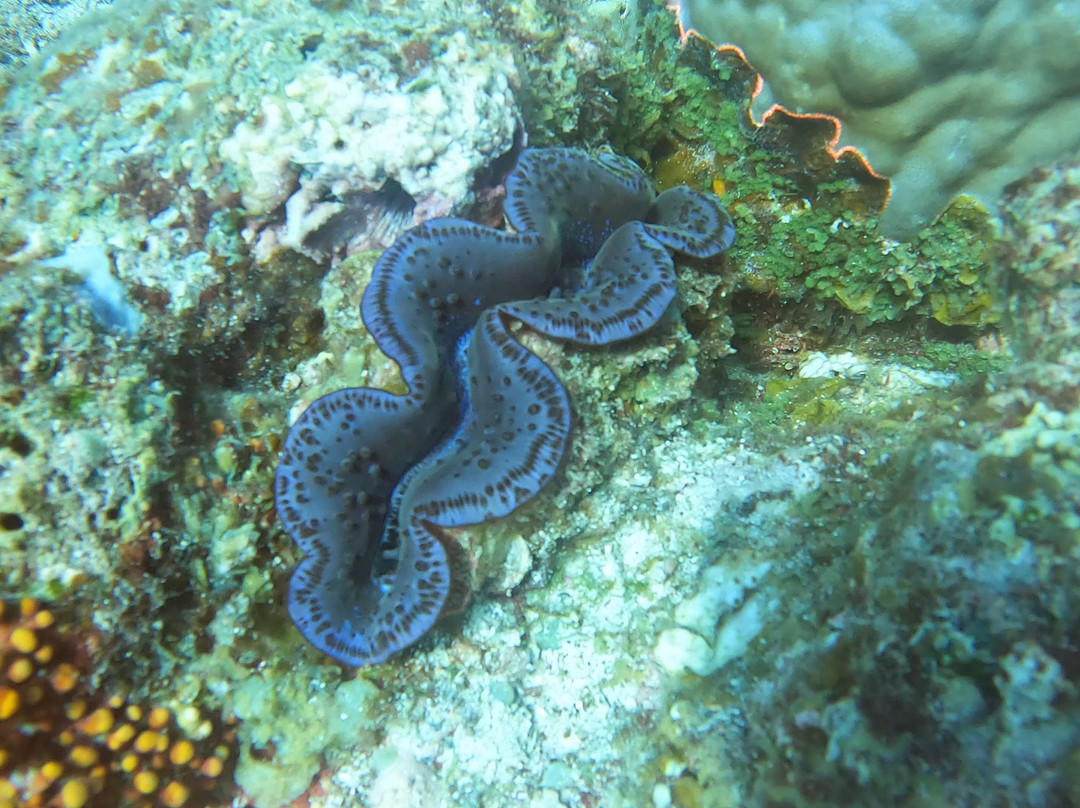 Emperator Diving Center-大湾必去景点