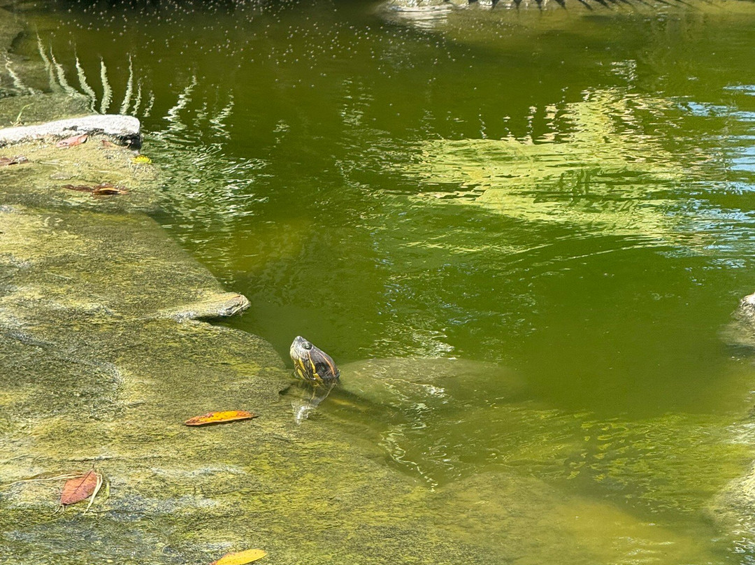El Tigre Golf at Paradise Village-新瓦雅塔必去景点