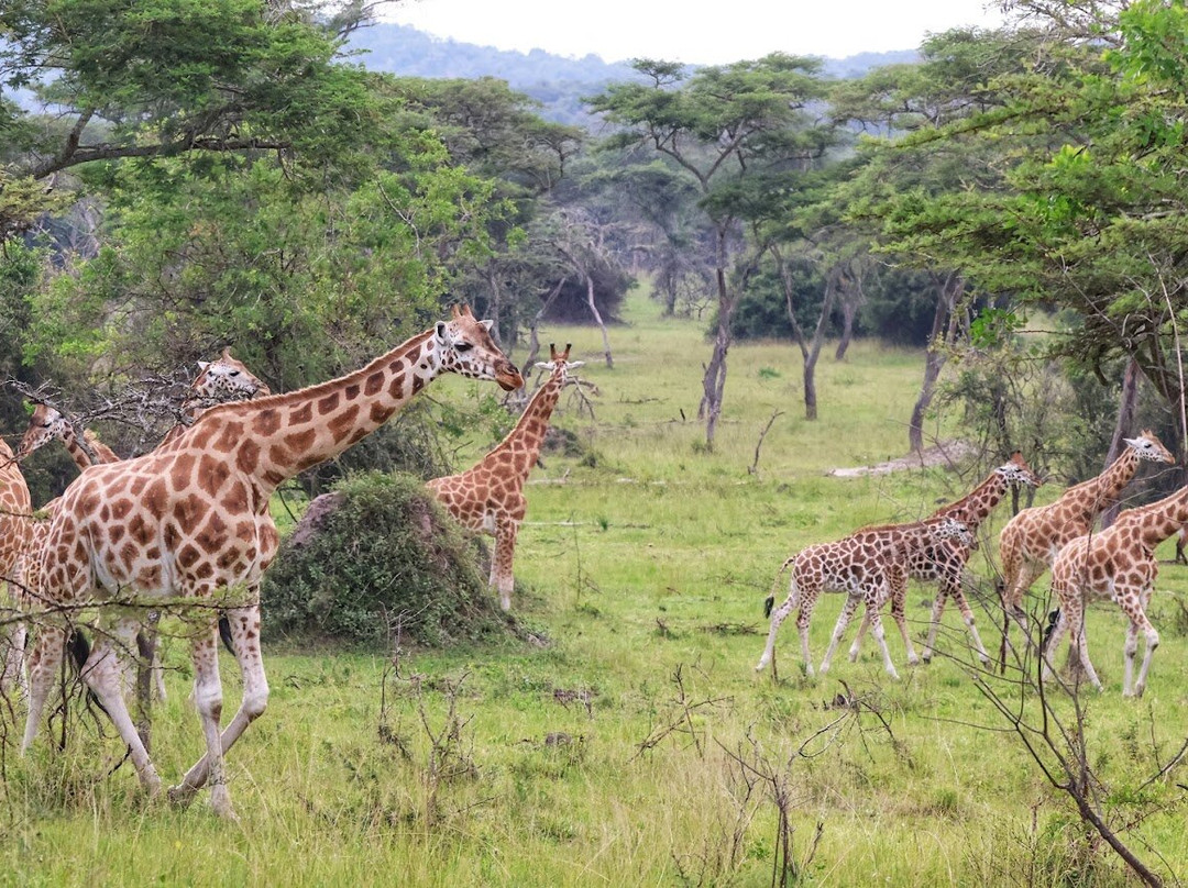 Safari Support Services Limited-卡巴莱必去景点