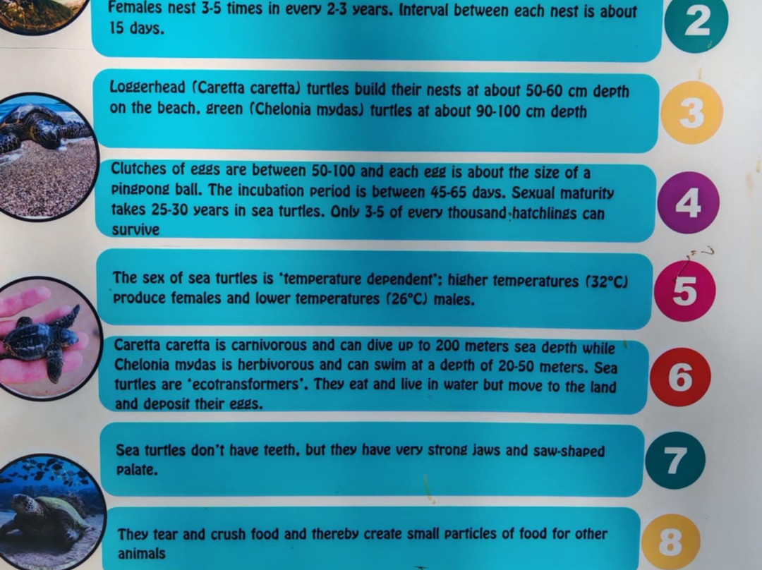 The Kaptan June Sea Turtle Conservation Foundation景点图片