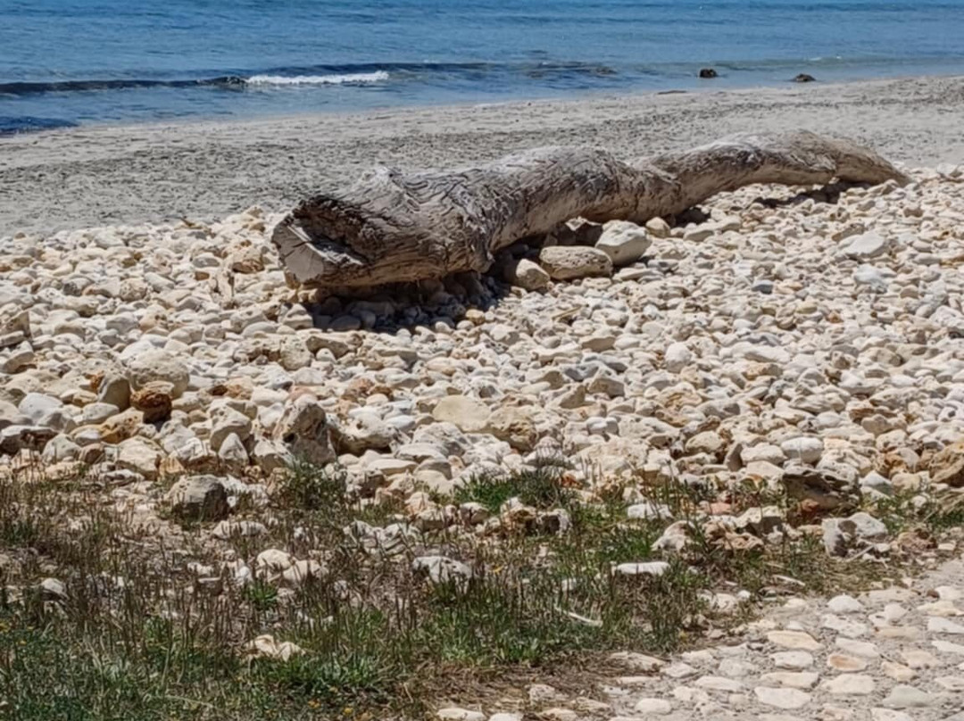 Playa Sant'Adeodat-Migjorn Gran必去景点