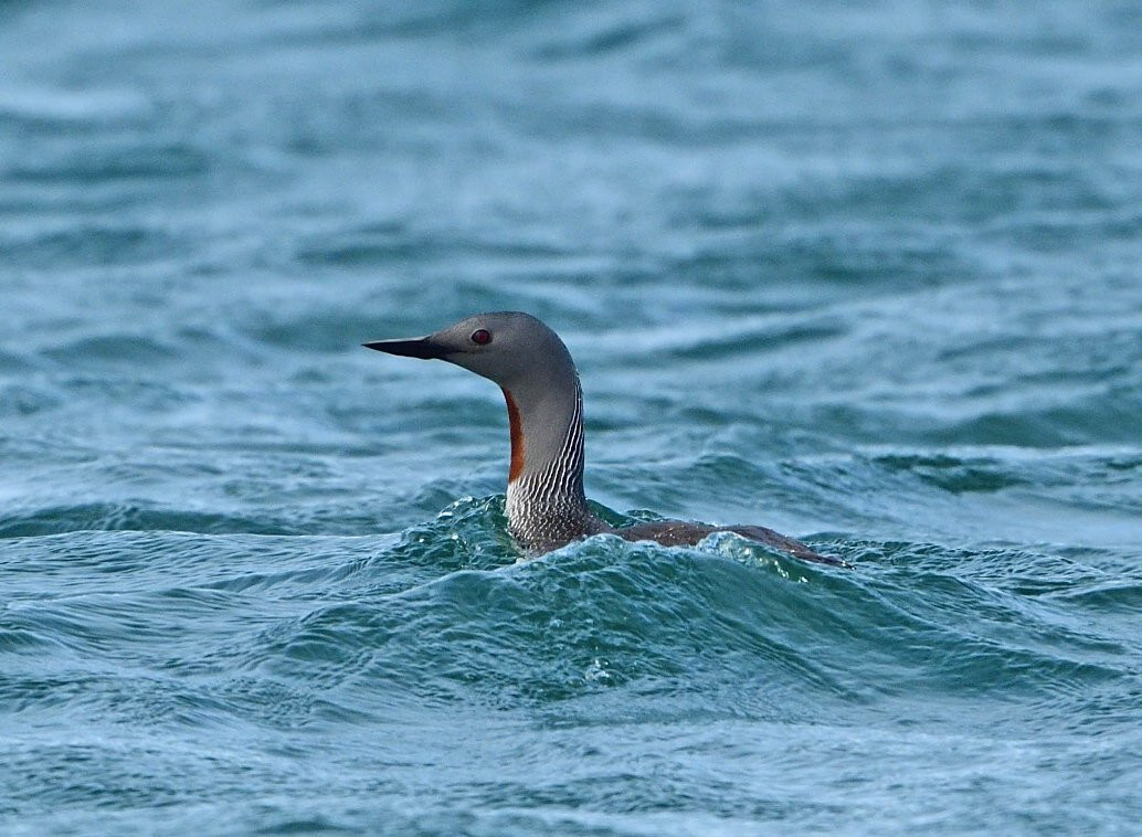 Lady Anne Wildlife Cruises景点图片
