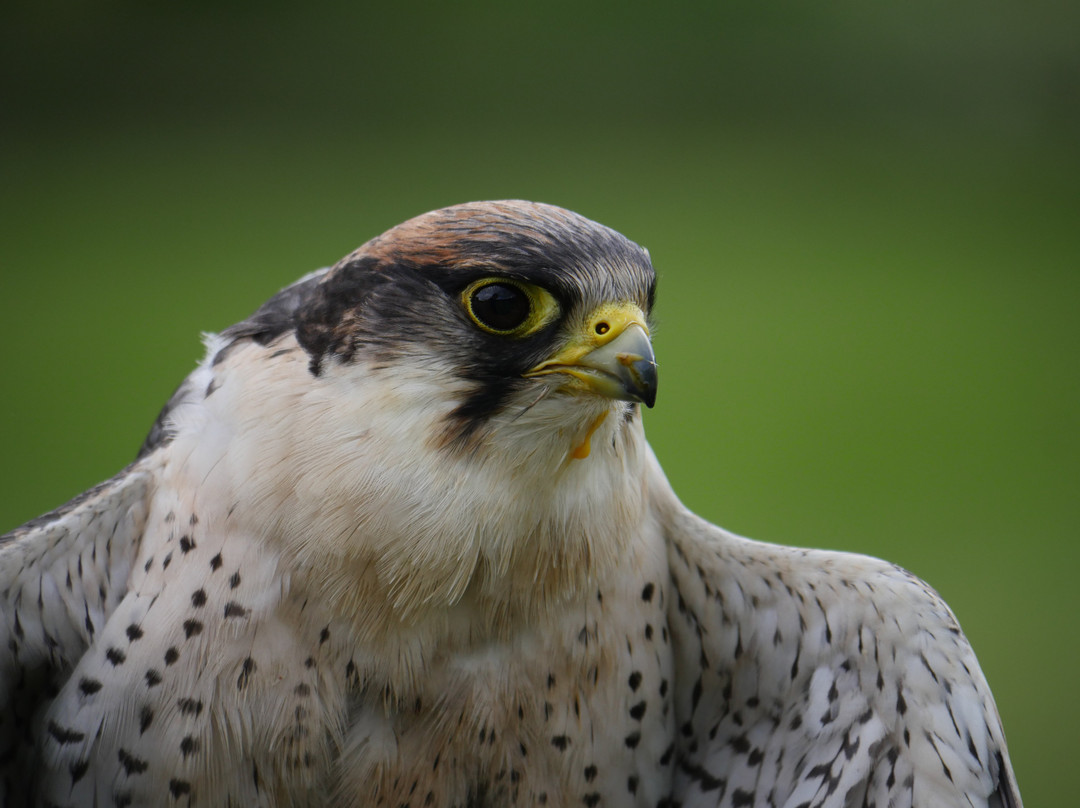 UK Owl And Raptor Centre景点图片