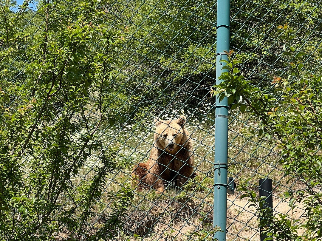 BEAR SANCTUARY Prishtina-普里什蒂纳必去景点