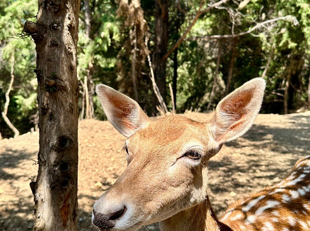 Kos Natural Park-Zia必去景点