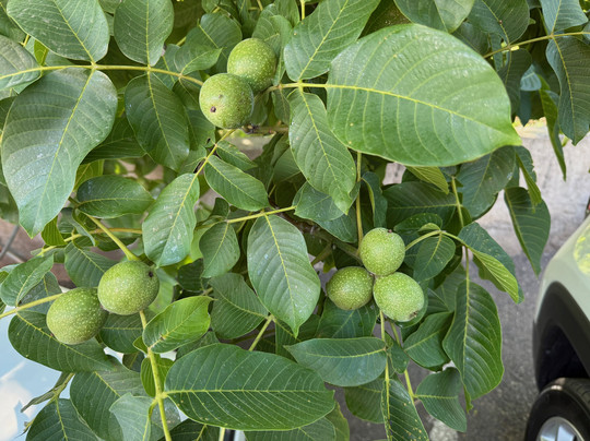 Cascade Travel-埃里温必去景点
