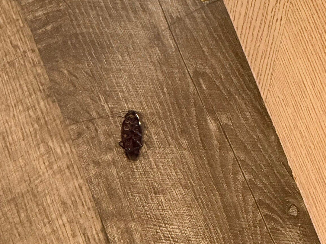 Staybridge Suites Gulf Shores By IHG主图