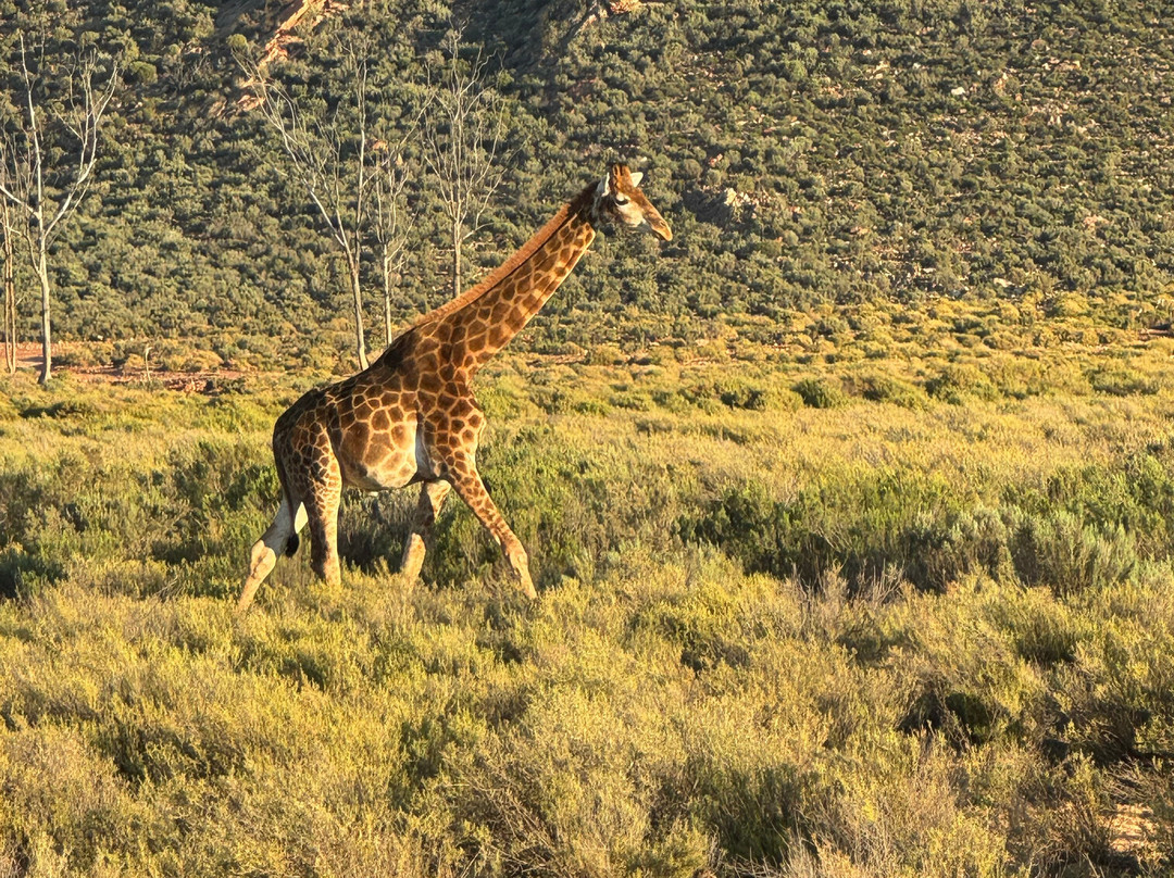Jap Shuttles and Tours-开普敦中心区必去景点