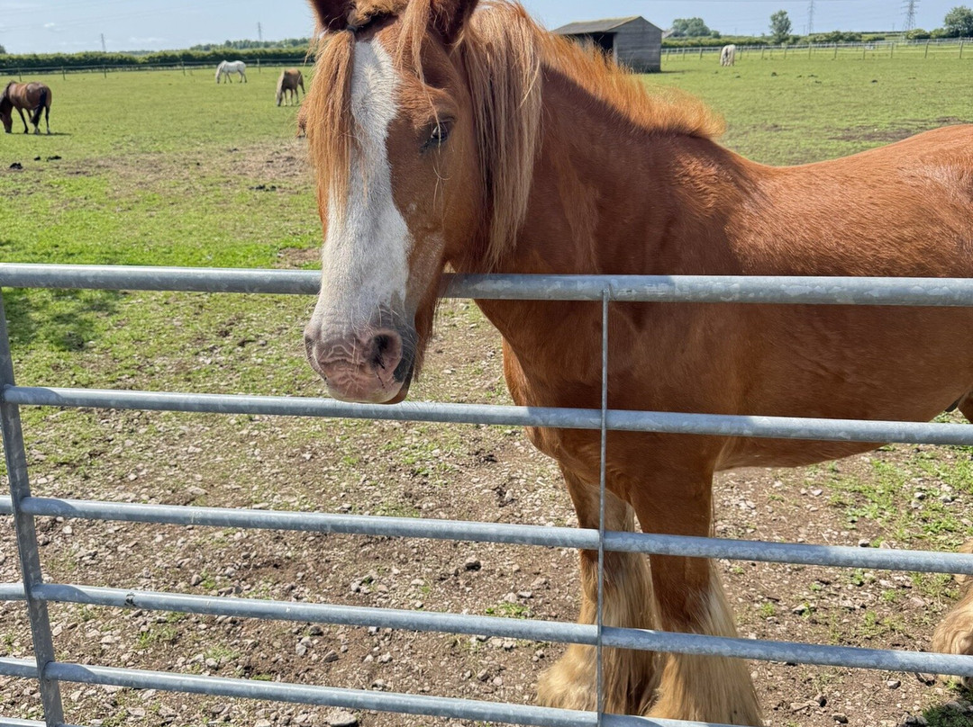 World Horse Welfare Penny Farm-黑潭必去景点