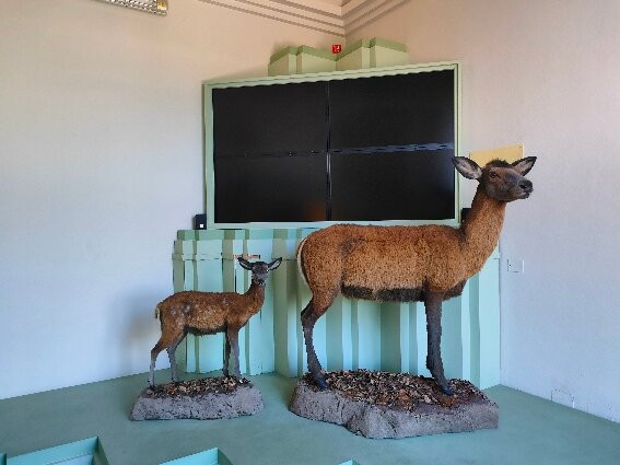 Museo Del Cervo E Del Bosco Della Mesola-Mesola必去景点