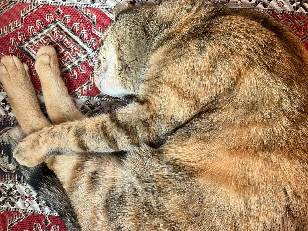 Monuemnt to the Cat Tombili-伊斯坦布尔必去景点