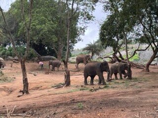 Bannerghatta Nature Camp-官方