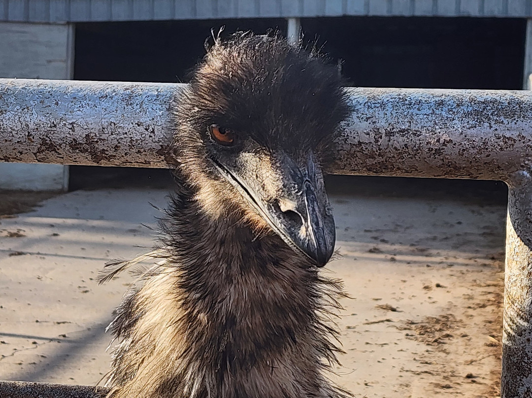 Hedrick's Exotic Animal Farm Bed and Breakfast主图