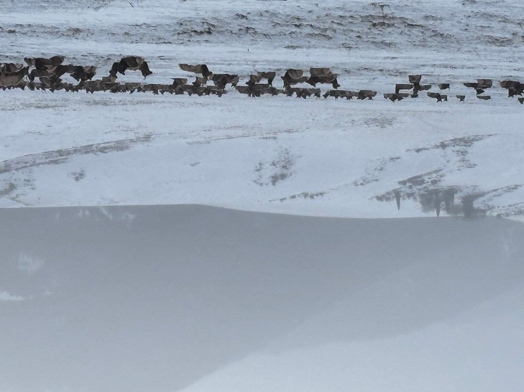 国家麋鹿保护区-杰克逊必去景点