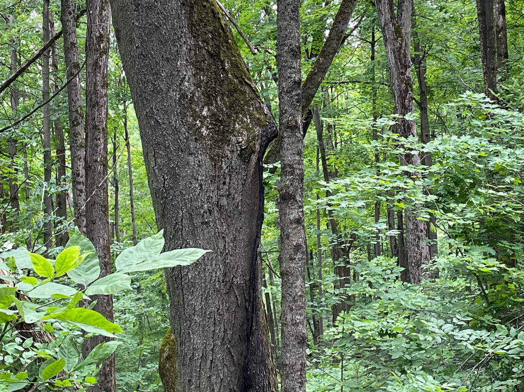 Emily Tract-Omemee必去景点