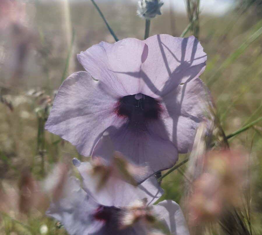 Daan Viljoen Nature Reserve-温德和克必去景点