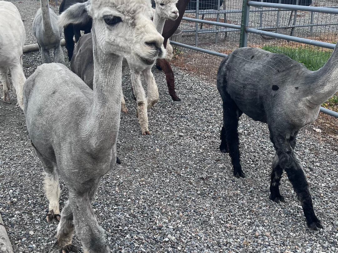 Seven Stars Alpaca Ranch Llc-科达伦必去景点