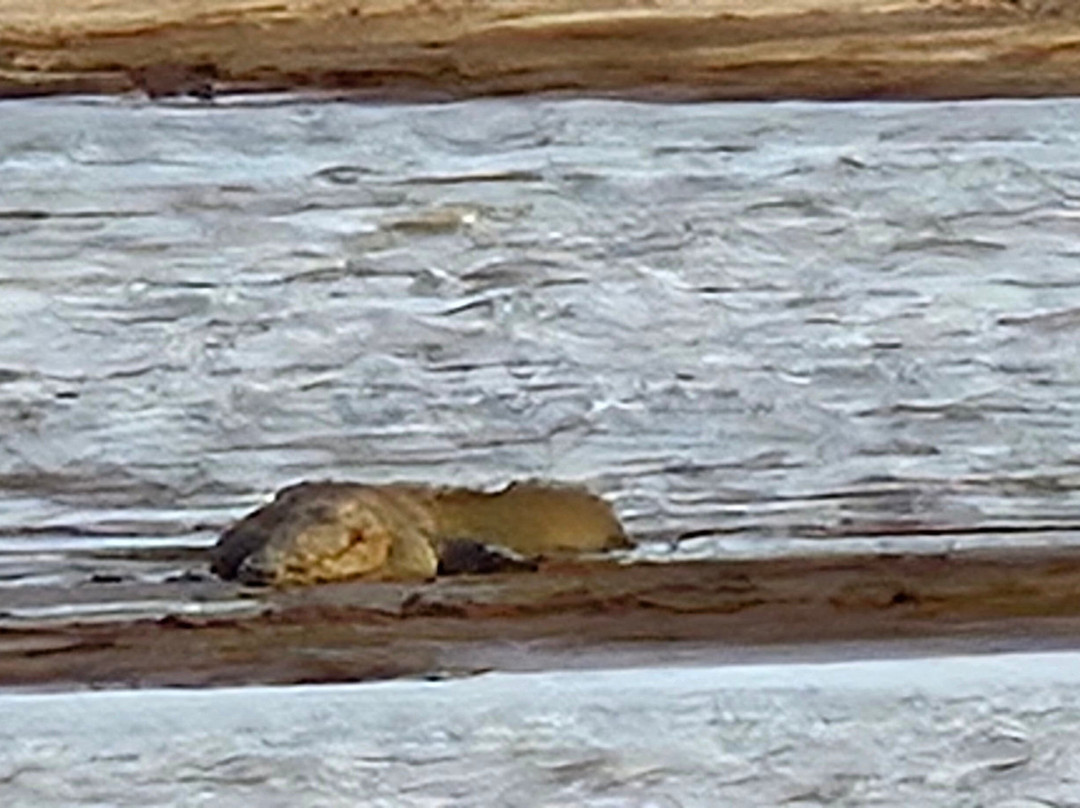 Kavisha Safari Service Udawalawa-乌达瓦拉瓦必去景点