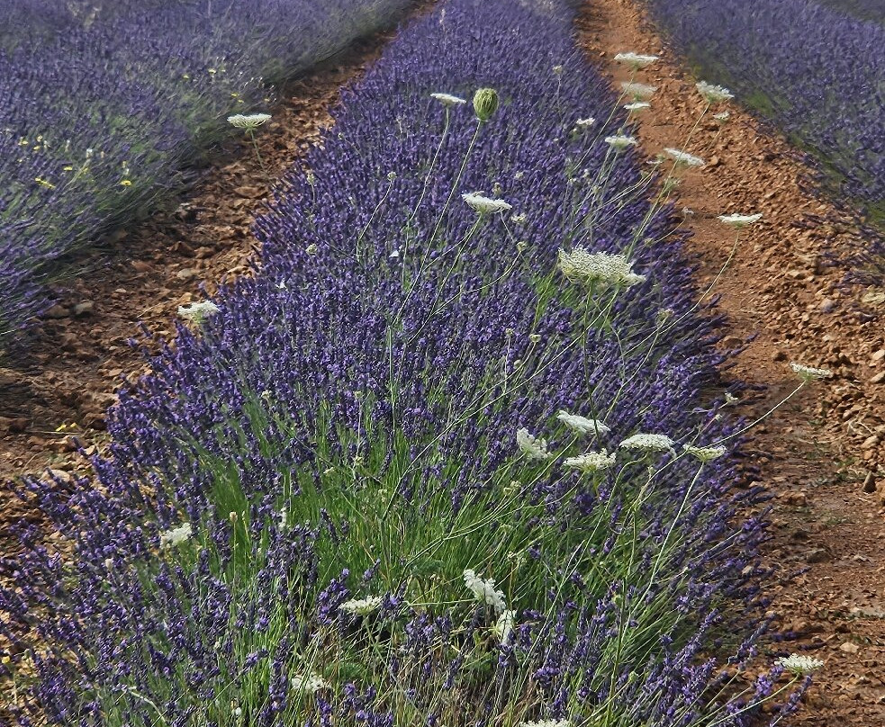 Campos De Lavanda-Brihuega必去景点