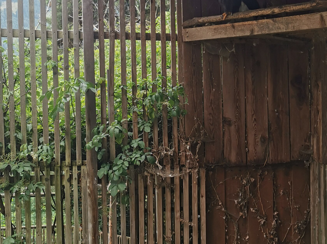 Greifvogelpark-Telfes im Stubai必去景点