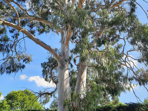 Beth Chatto's Plants & Gardens-科尔切斯特必去景点