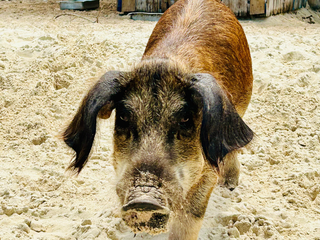 G. Sea Adventures-George Town必去景点