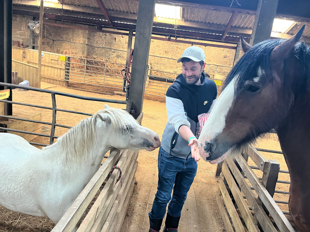 Hay Farm Heavy Horse Centre-特威德河畔贝里克必去景点