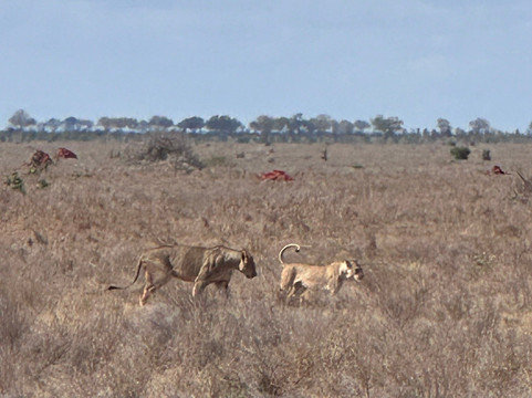 Callimero Safari-马林地必去景点