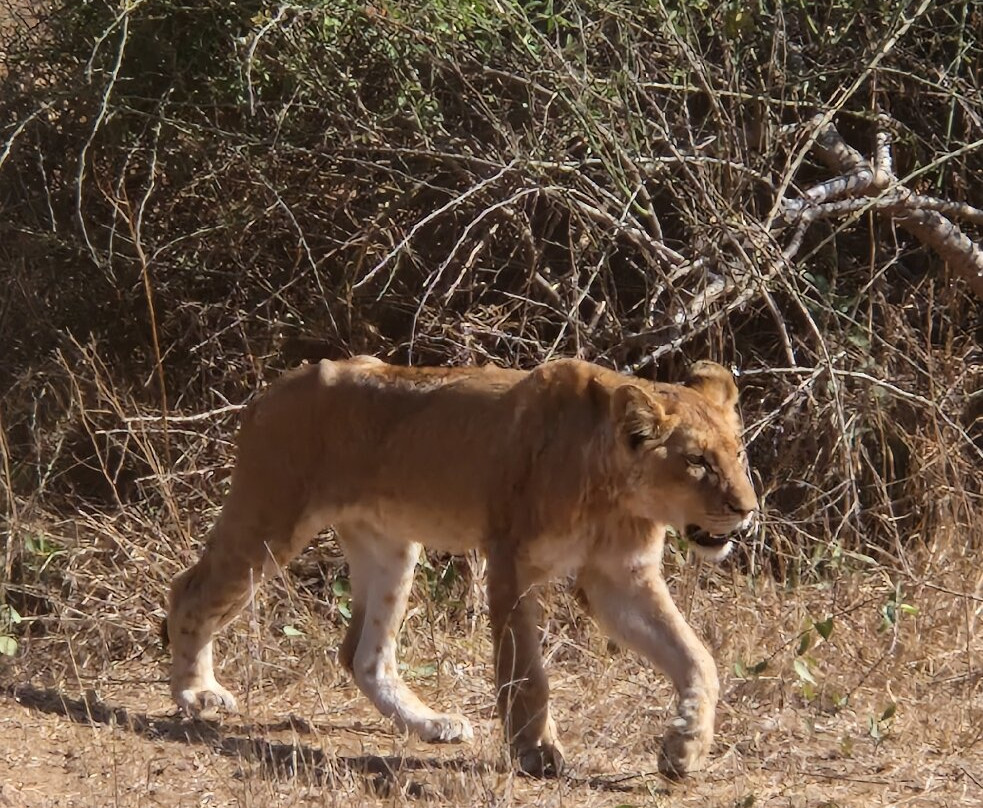 Robbie Williams Safaris-雾观必去景点