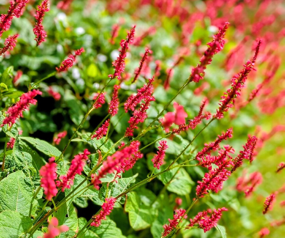 Cae Hir Gardens-Cribyn必去景点