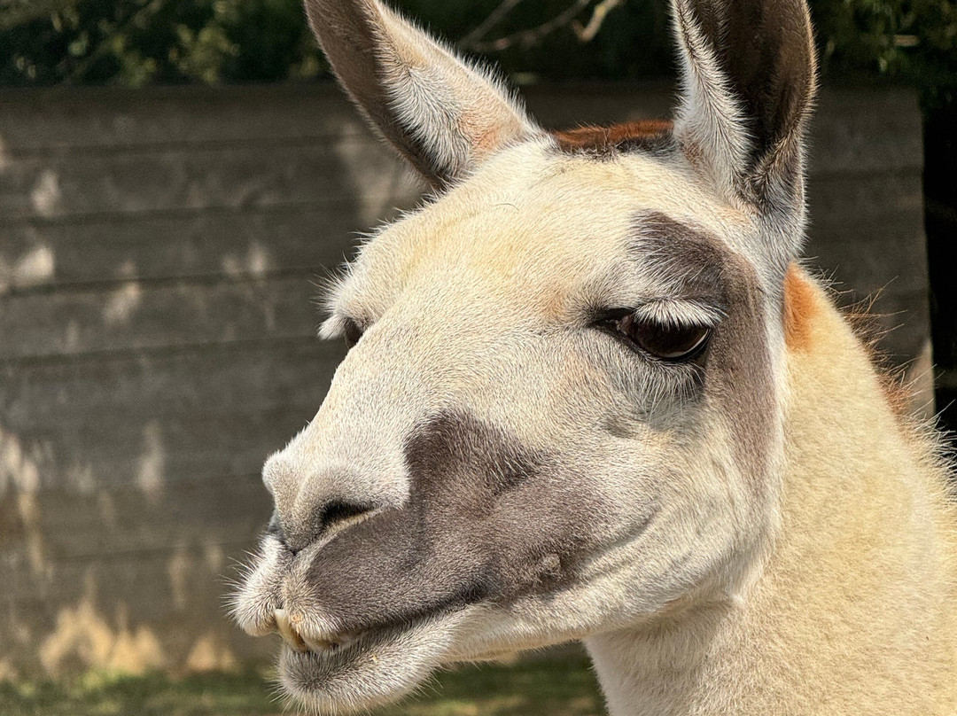 Mini Meadows Farm-Welford必去景点