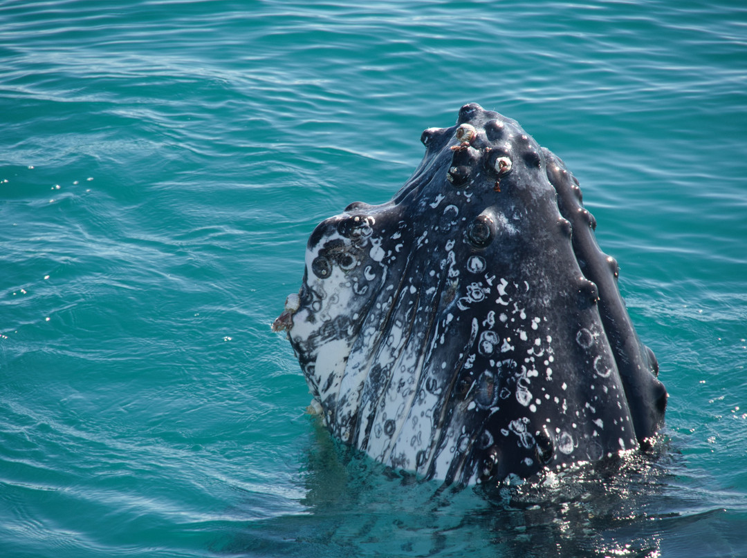 Hervey Bay Whale Watch-尤兰根必去景点