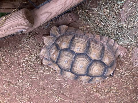 Le Village des Tortues - Tortupôle France-Carnoules必去景点
