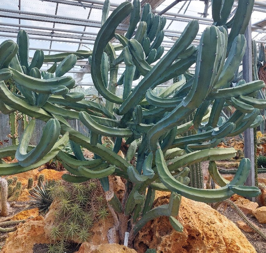 Oranjerie De Groene Parel Den Helder-登海尔德必去景点