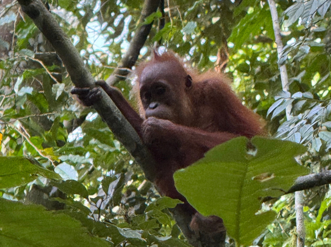 Local Jungle Trekking Guide-Ketambe必去景点