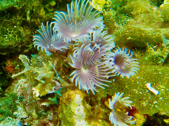 Sunn Odyssey Divers-弗里波特必去景点