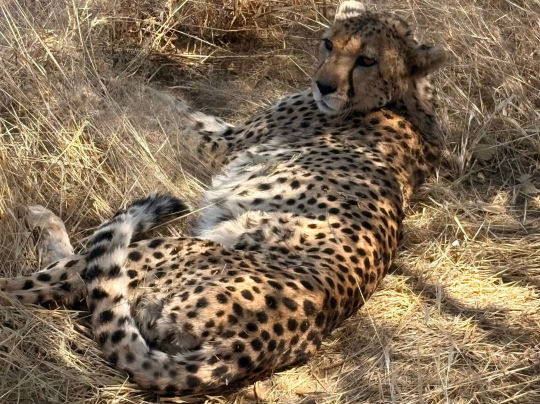 Cheetah Conservation Fund-奥奇瓦龙戈必去景点