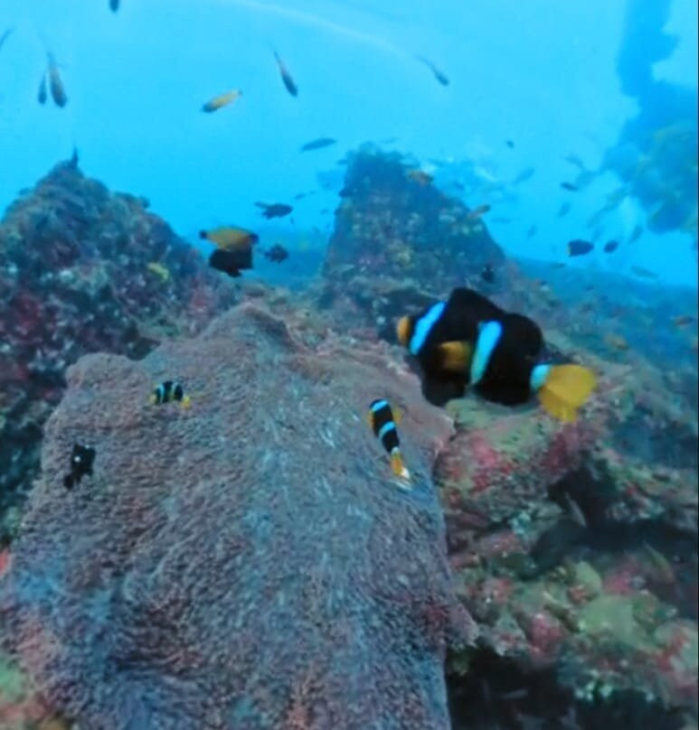 Scuba Addicts Dive Center Passikuda-卡尔库达必去景点