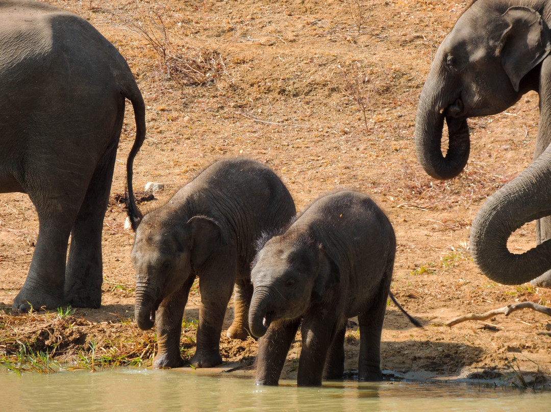 Nimsara Yala Safari-蒂瑟默哈拉默必去景点