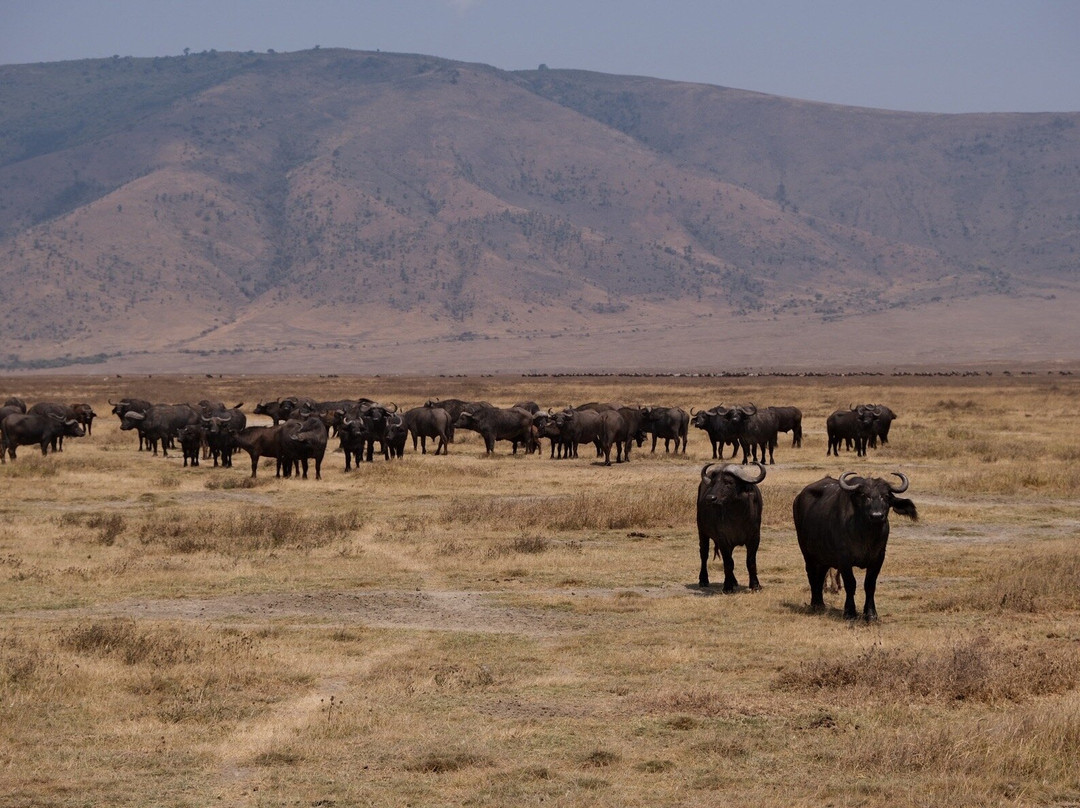 Tanzania Safari Radar - Serengeti Tours from Arusha-阿鲁沙必去景点