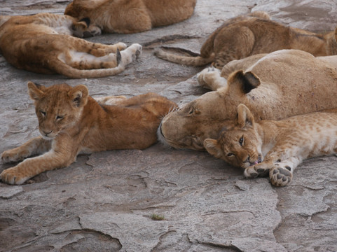 Zanzi Trekking and Safaris Limited-阿鲁沙必去景点