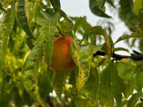 Solar Dos Alperces - Serra Da Estrela