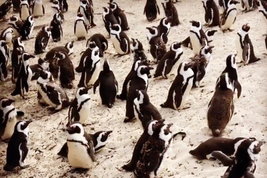 African Penguins, Cape of Good Hope, Cape Point and Cape Peninsula Experience