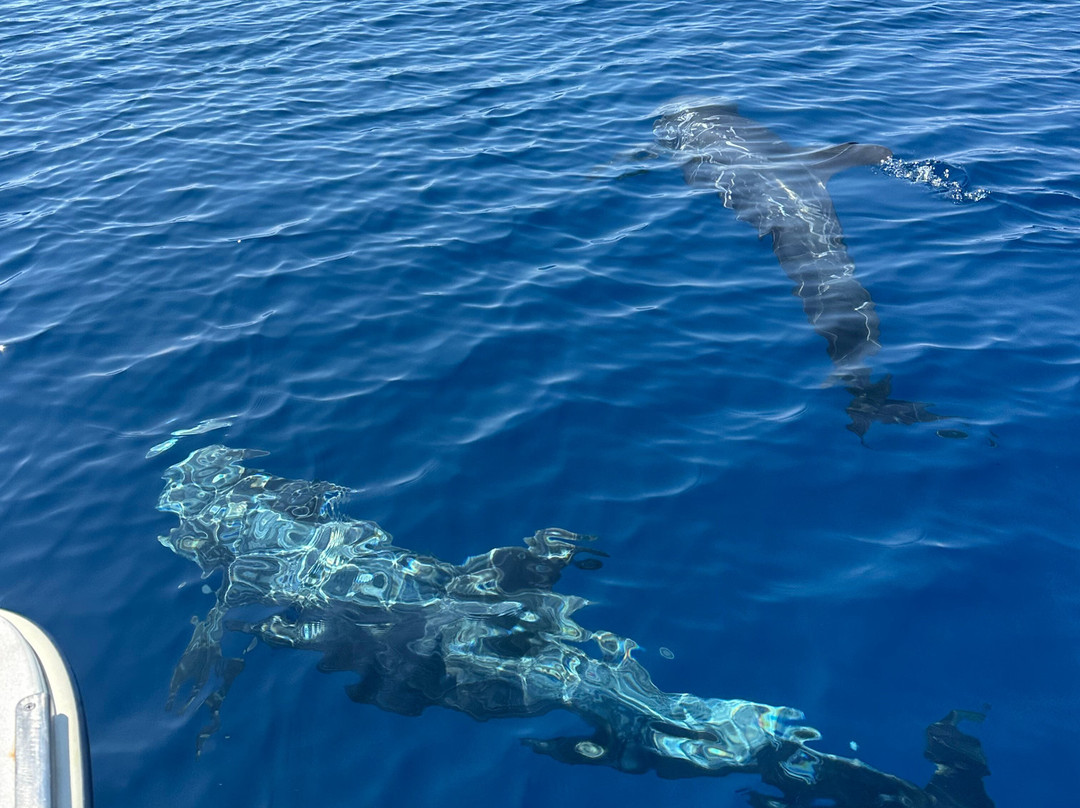 Jonian Dolphin Conservation-塔兰托必去景点