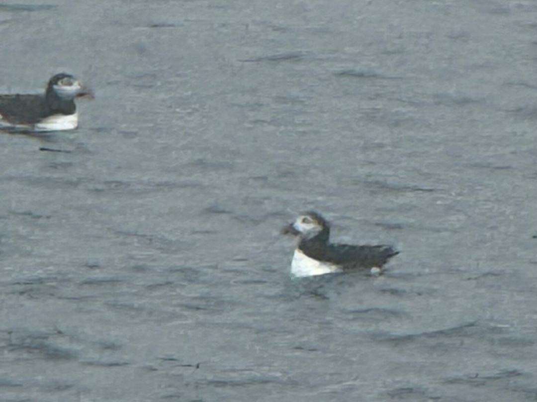 Acadian Boat Tours Puffins, Lighthouses, & Seabirds Cruise-巴港必去景点