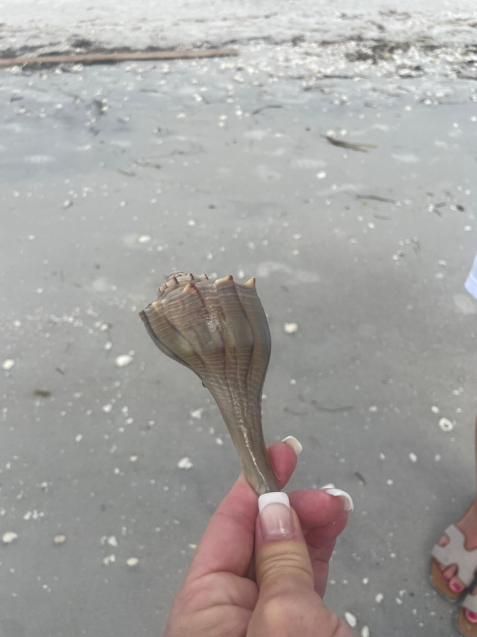 Sanibel Inn-官方