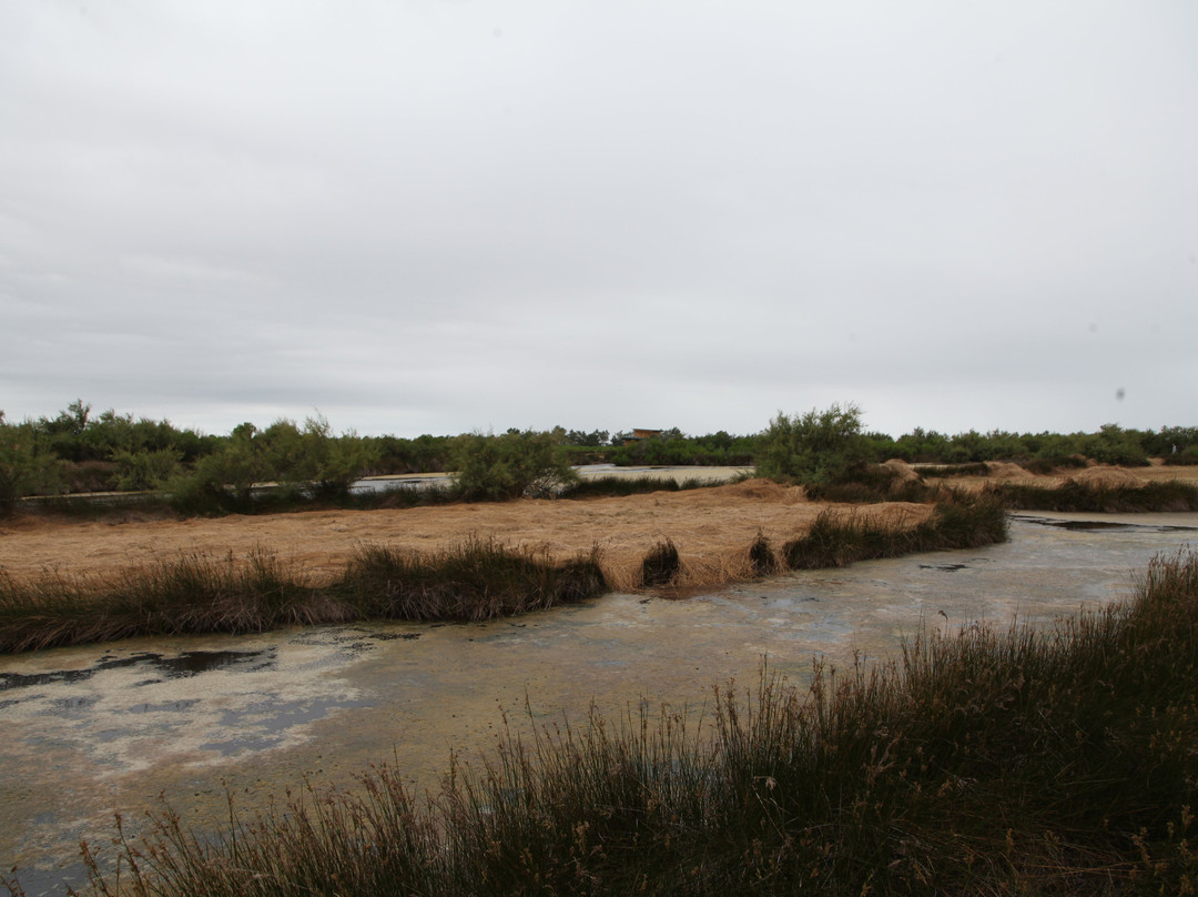 Réserve Ornithologique Du Teich-Le Teich必去景点