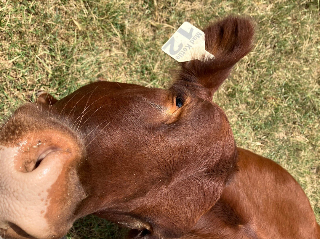 梅蒙德庄园-里士满必去景点