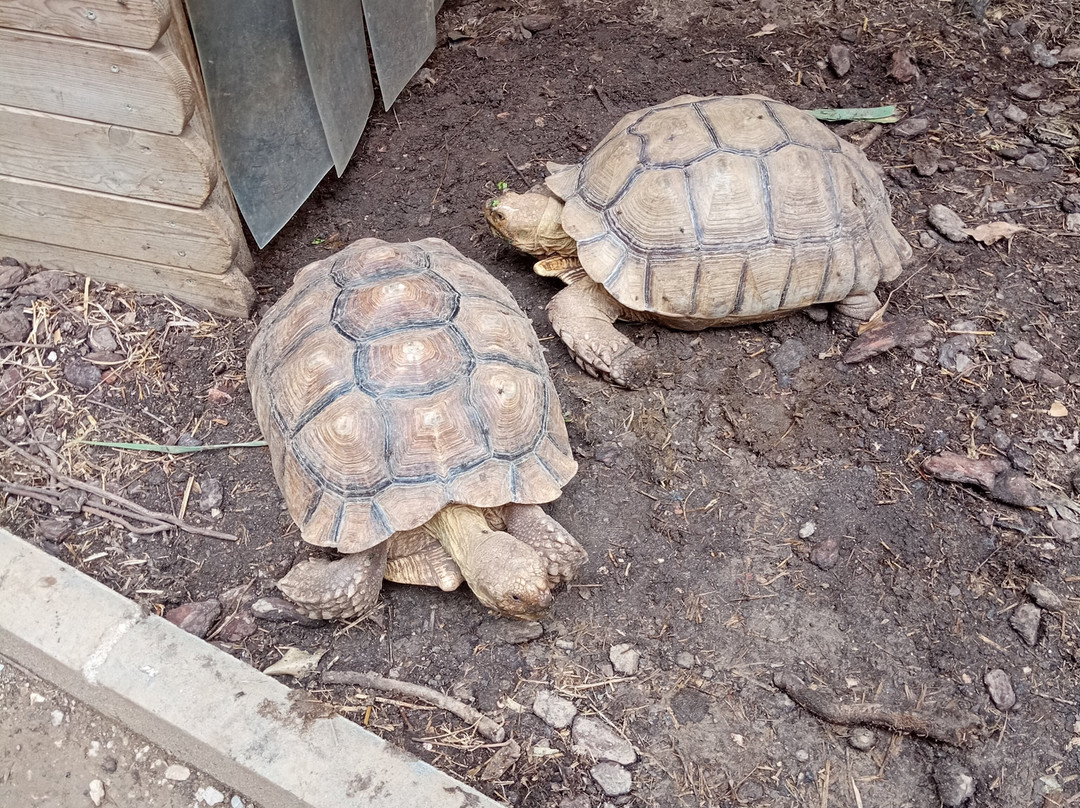 Butterfly Park Empuriabrava-Castello d'Empuries必去景点