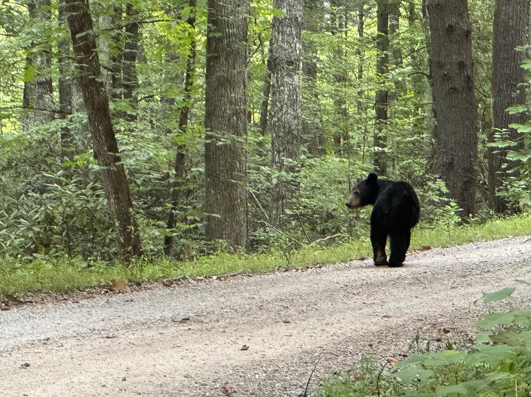 Rich Mountain Road-大雾山国家公园必去景点